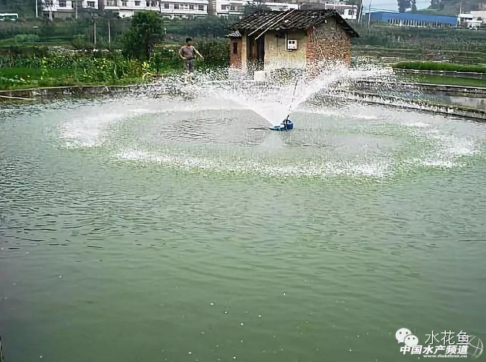 养殖水花鱼苗鲢鱼技术要求_鲢鱼水花鱼苗养殖技术_花鲢水花培育鱼苗技术