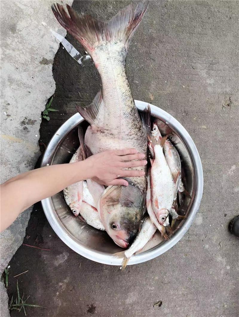 花鲢水花鱼苗成活率有多高_养殖水花鱼苗鲢鱼技术要点_鲢鱼水花鱼苗养殖技术