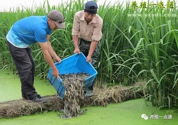 【泥鳅养殖】泥鳅万能套养技术大全