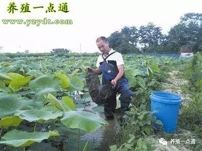 全套泥鳅养殖技术提供_全套养殖泥鳅技术提供什么_全套养殖泥鳅技术提供什么服务