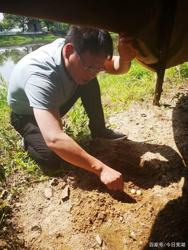 最懒致富经养殖甲鱼_养殖甲鱼挣钱吗_懒致富养殖甲鱼好吗