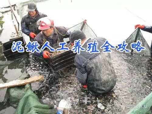 【水产】泥鳅人工养殖全攻略