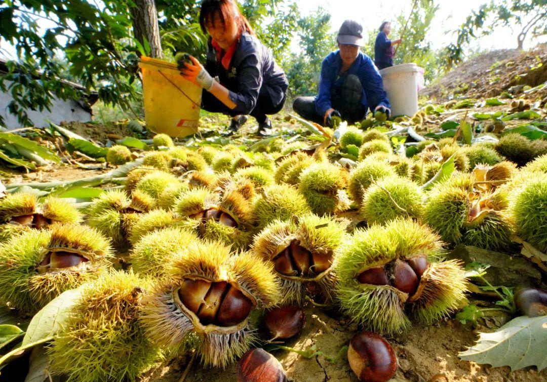 秦皇岛种植什么果树_秦皇岛种植作物_秦皇岛种植致富项目