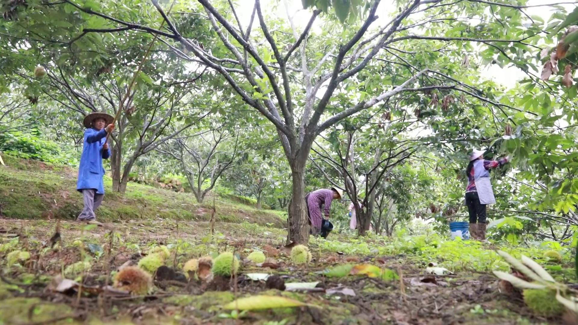 秦皇岛种植致富项目_秦皇岛种植什么果树_秦皇岛种植作物