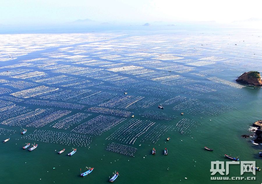 【你好，小岛】东海枸杞岛：壮丽“海上牧场” 致富“黑色宝石”