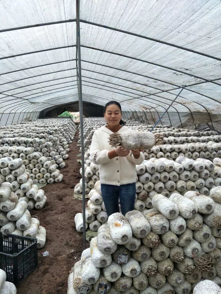 致富经蘑菇种植_蘑菇致富种植图片_蘑菇致富种植方法