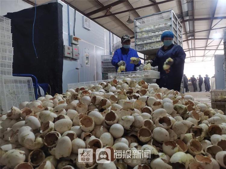 鹅养殖户_鹅养殖致富吗_养鹅致富经