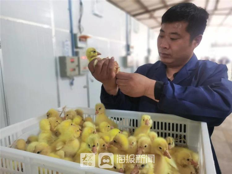 鹅养殖致富吗_养鹅致富经_鹅养殖户