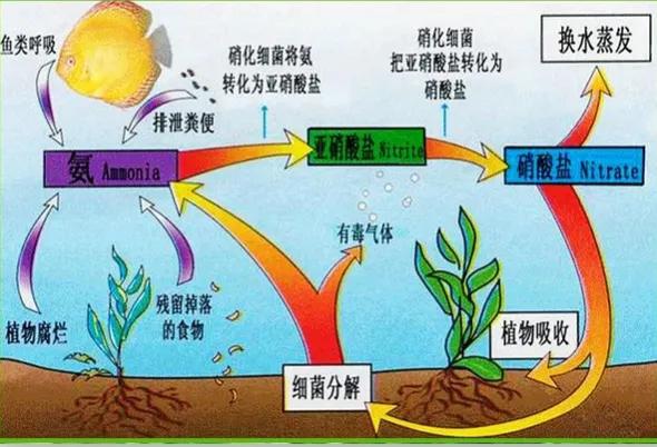 南美白对虾淡水土塘养殖方案与管理(南美白对虾土塘养殖技术)