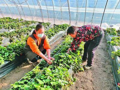 农村致富项目种植业_农业致富种植项目_农业农村部种植致富经