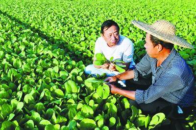 农业农村部种植致富经_农业致富种植项目_农村致富项目种植业