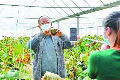 农业农村部种植致富经_农业致富种植项目_农村致富项目种植业