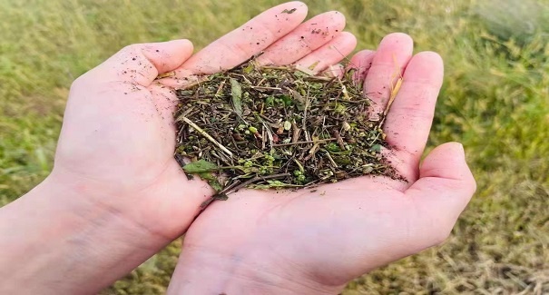 中草药种植成增收密码。依安县宣传部 供图