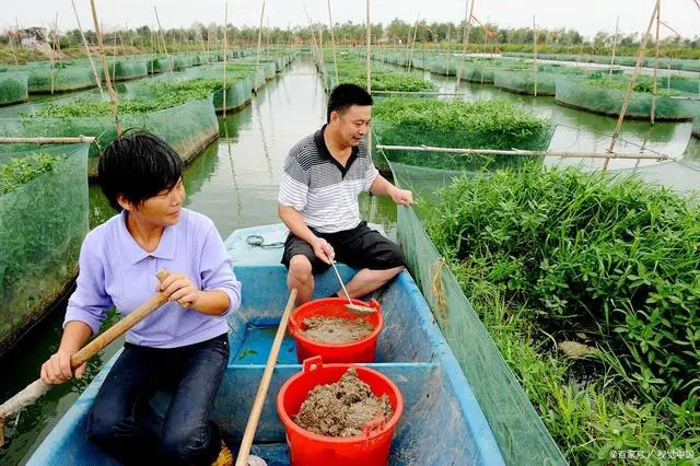 全套养殖泥鳅技术提供什么服务_养殖泥鳅视频全过程_全套泥鳅养殖技术提供