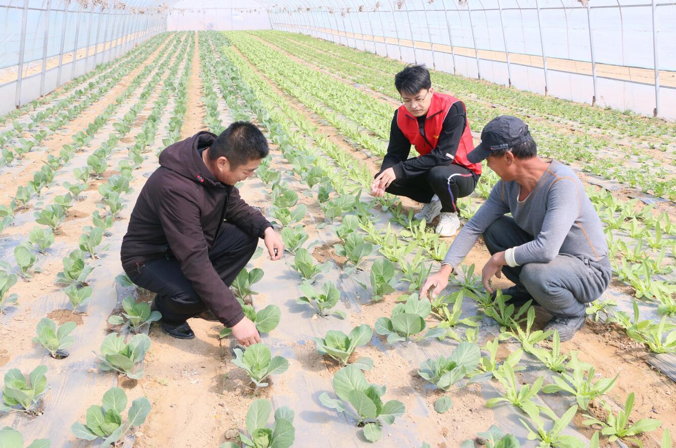 河南种植致富门路_适合河南种植致富项目_河南致富项目