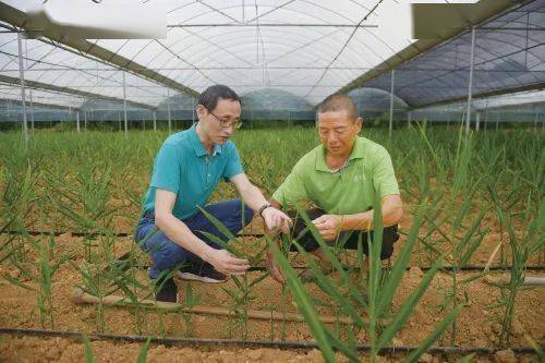 【扶贫带动】湖北来凤： 凤头姜里的“致富经”