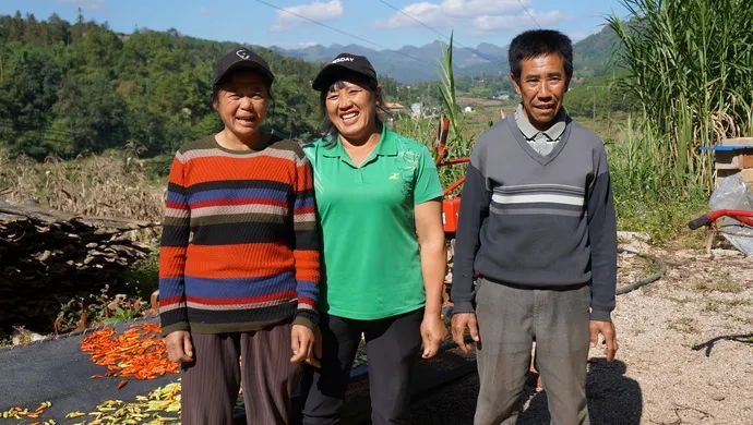 松针怎么种植_松针种植致富秘诀_松针种植物有什么作用