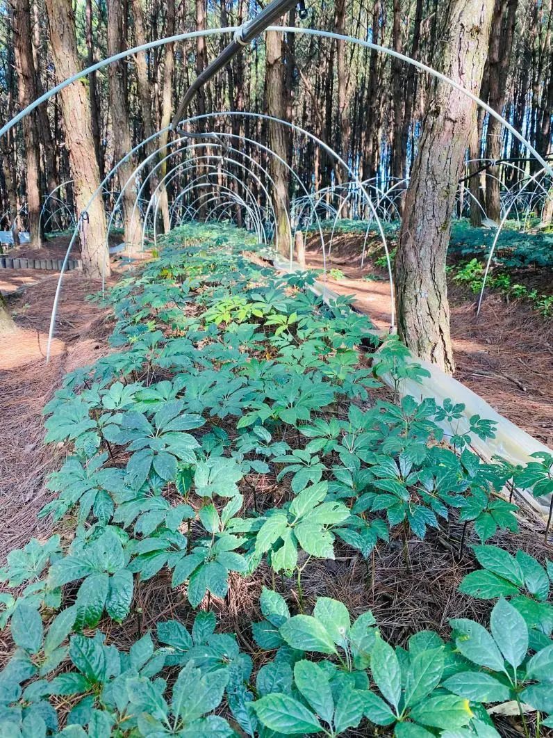 松针种植致富秘诀_松针怎么种植_松针种植物有什么作用