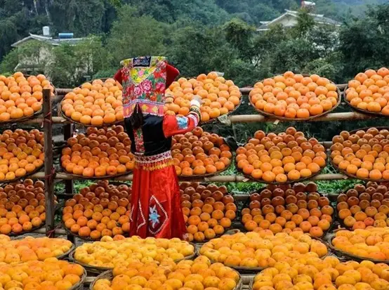 种植莴笋致富_莴笋种植赚钱吗_致富种植莴笋视频