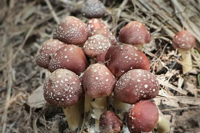 松针种植致富秘诀_松针种植物有什么作用_松针在养殖中的应用