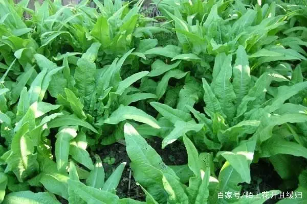 致富种植莴笋怎么样_种植莴笋致富_致富种植莴笋视频