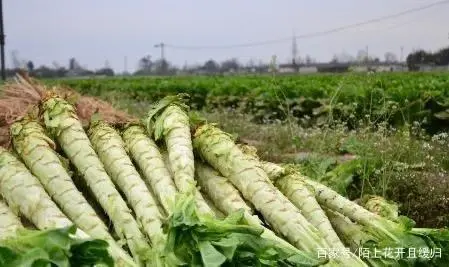 致富种植莴笋怎么样_致富种植莴笋视频_种植莴笋致富