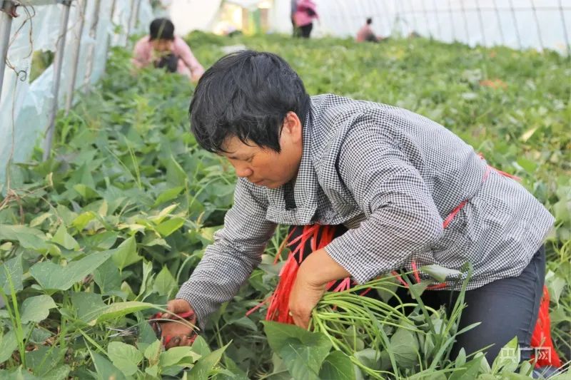 种植地瓜早熟技术与管理_早熟地瓜啥时候种_早熟地瓜的种植技术