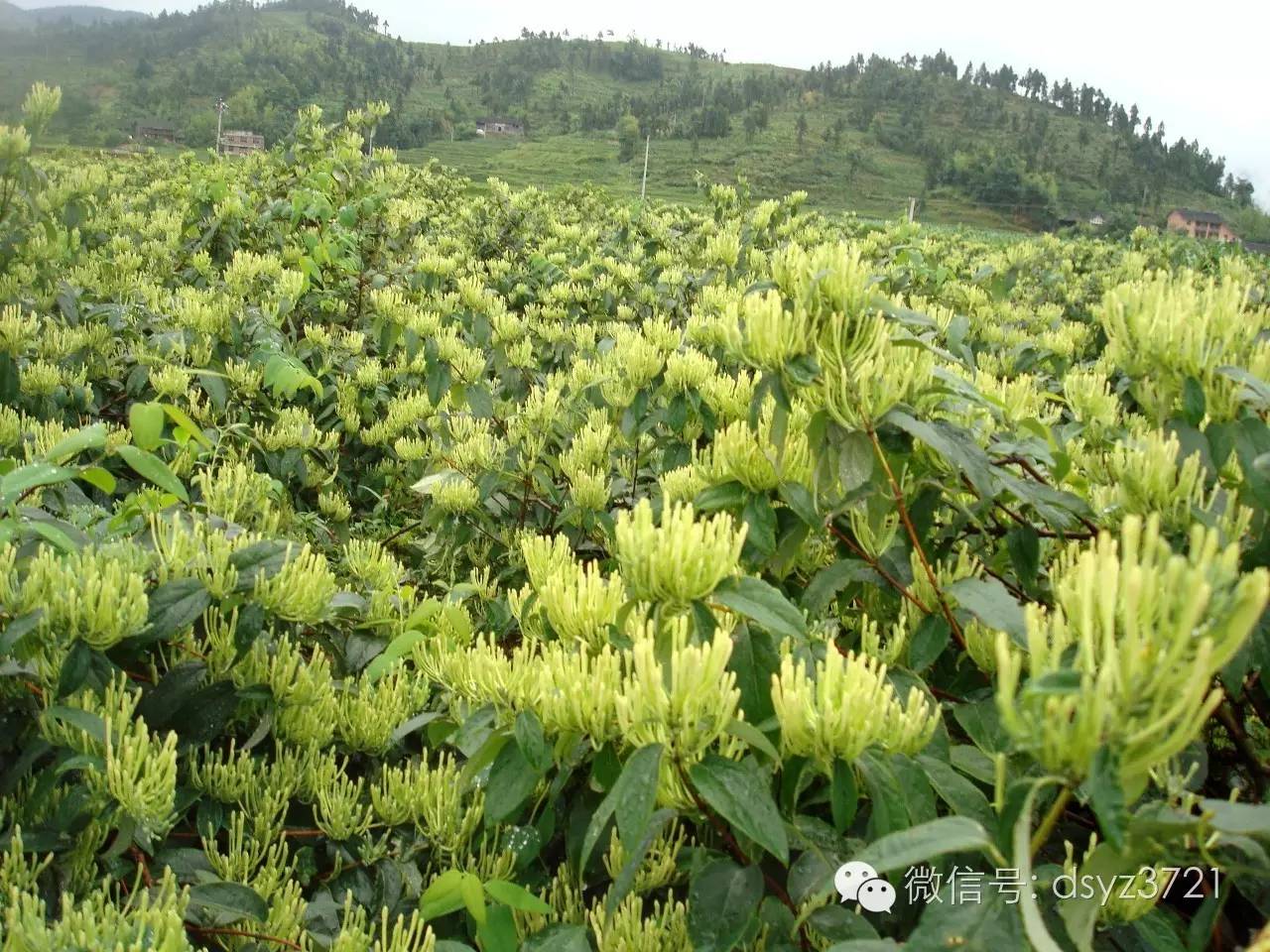 致富经金银花种植技术视频_致富经金银花种植技术_种植金银花的效益怎么样