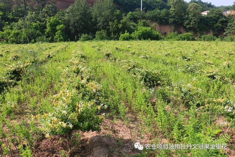 致富经金银花种植技术视频_致富经金银花种植技术_种植金银花技术方法