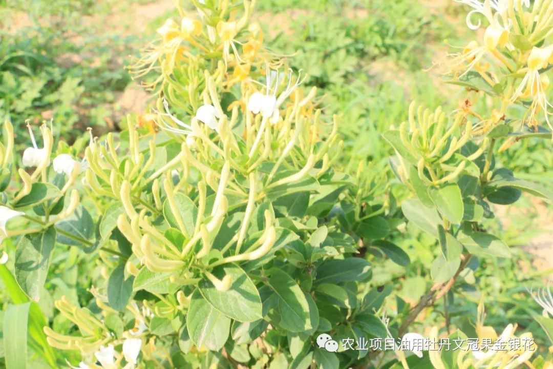 致富经金银花种植技术视频_致富经金银花种植技术_种植金银花技术方法