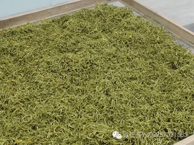 种植金银花技术方法_致富经金银花种植技术视频_致富经金银花种植技术