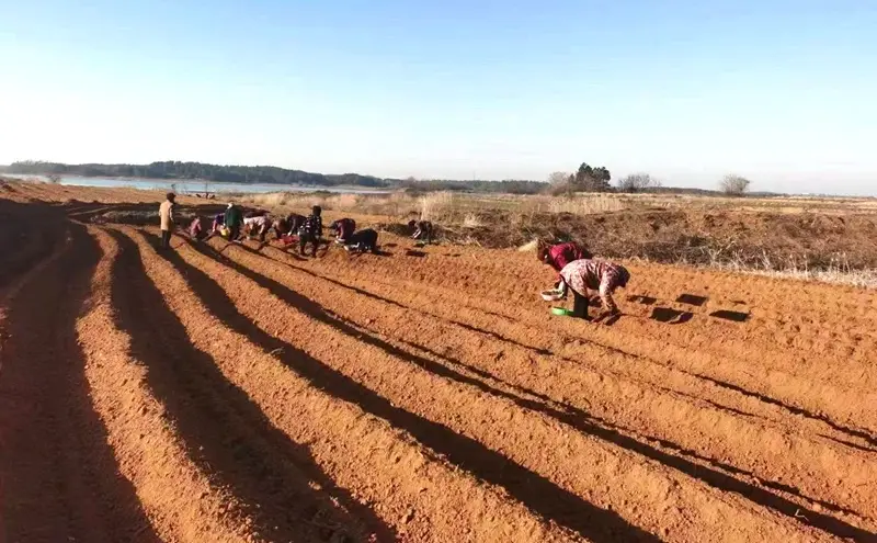 望江凉泉乡：中草药开出“致富方”