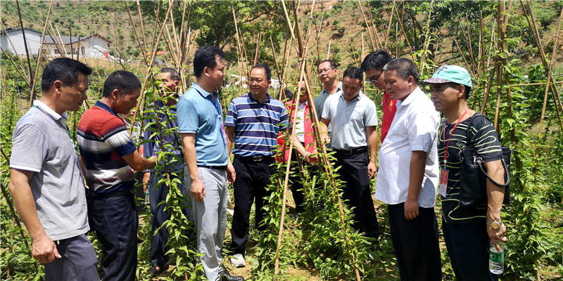 北流：大力发展中草药种植，助推乡村振兴