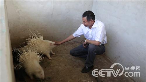 豪猪从此不凶猛