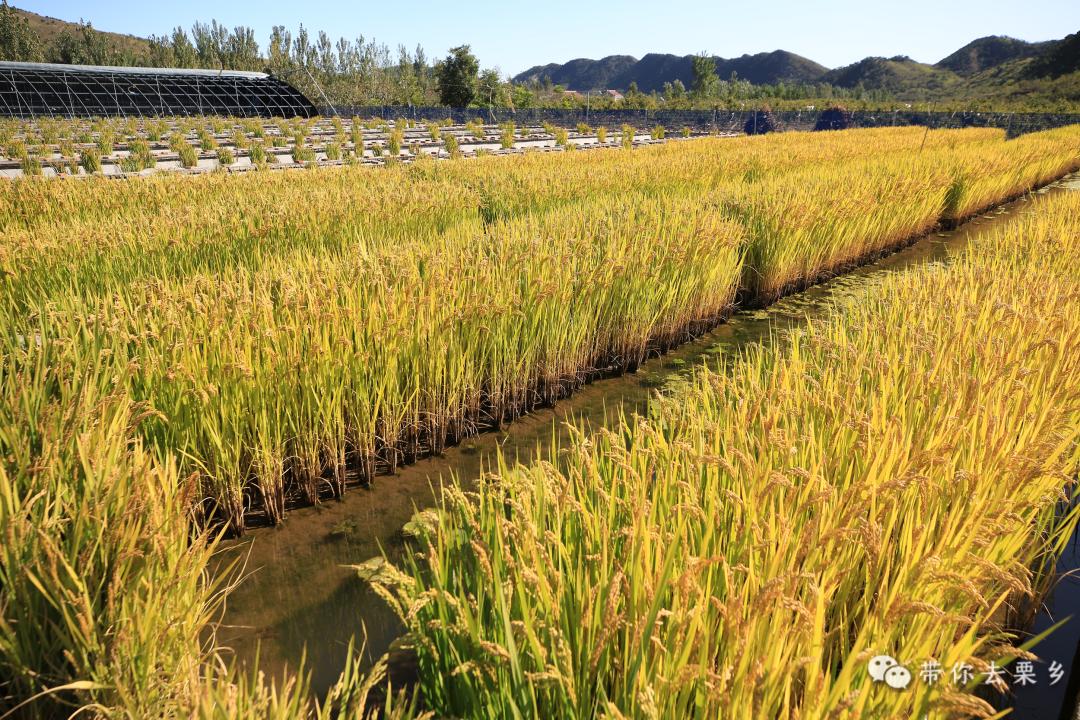 养殖水蛭最新技术_水蛭养殖技术价格_养殖水蛭前景如何