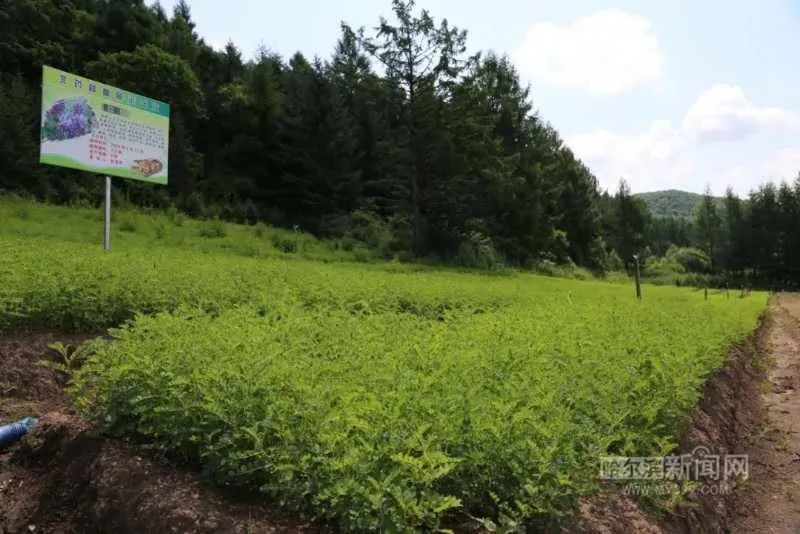 草药种植致富新路_致富经药材种植_致富经种植中药材