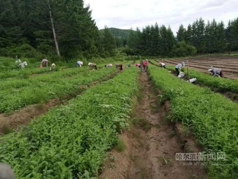 致富经药材种植_草药种植致富新路_致富经种植中药材