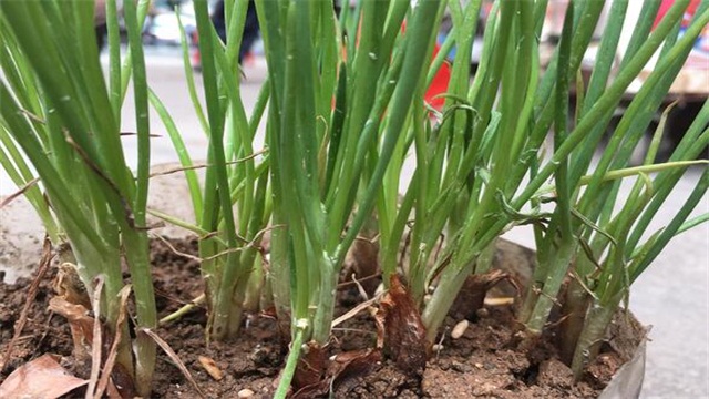 秋季种植香葱技术要求_秋季香葱种植技术_香葱秋季种植的方法