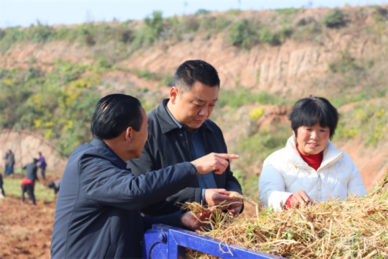 致富经药材种植业完整版_致富经种植中药材_草药种植致富新路