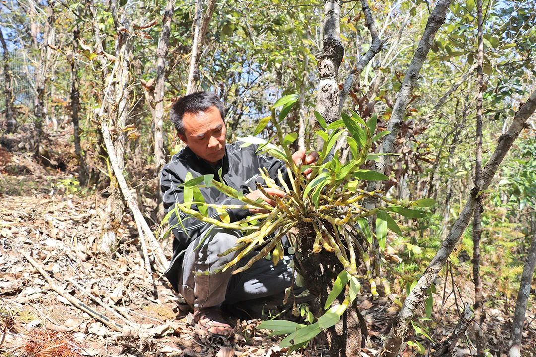 树木种植致富能手_种树致富经_种树致富全部视频