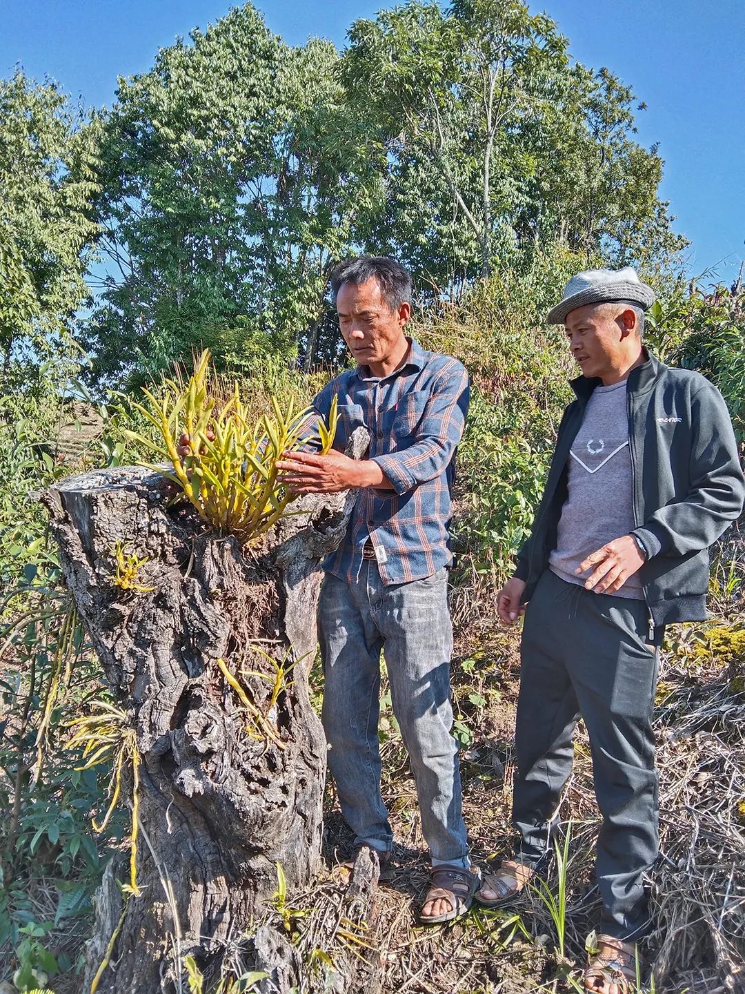 种树致富全部视频_树木种植致富能手_种树致富经