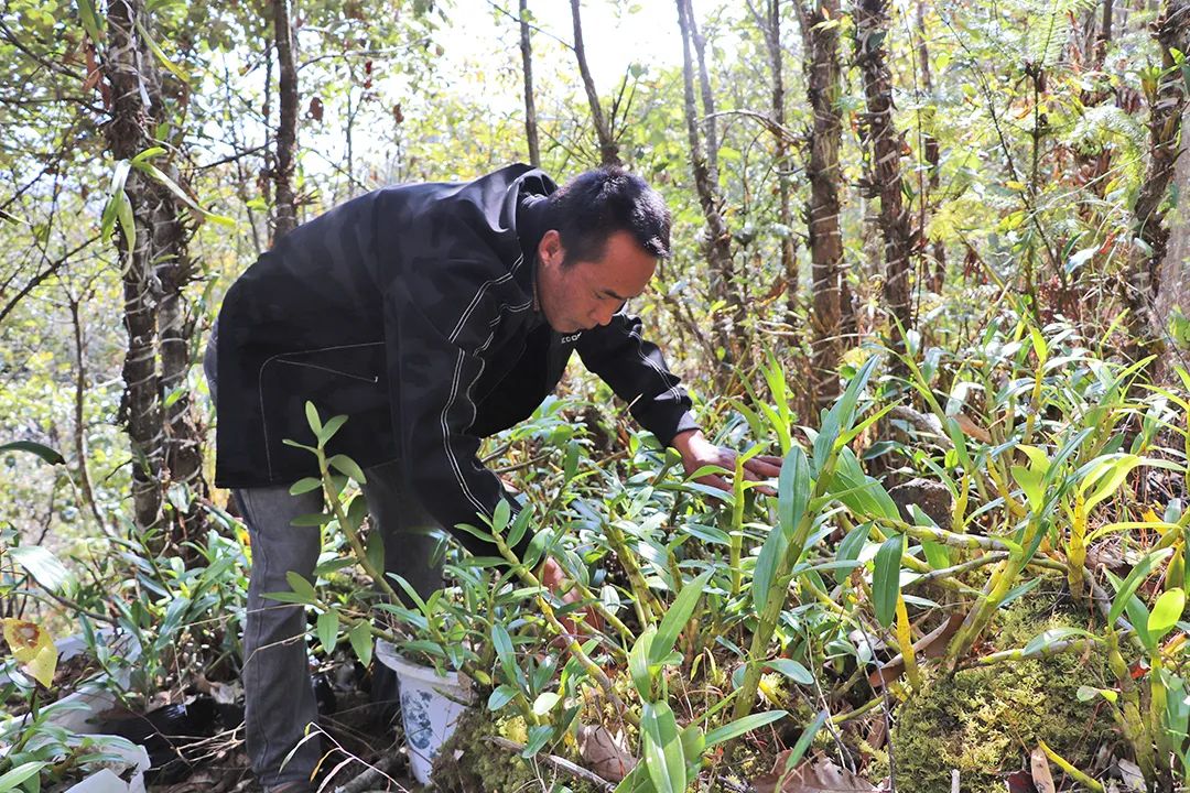 树木种植致富能手_种树致富经_种树致富全部视频