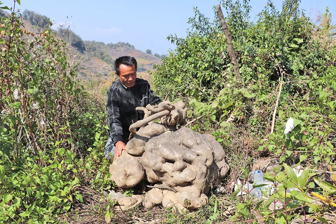 种树致富全部视频_树木种植致富能手_种树致富经