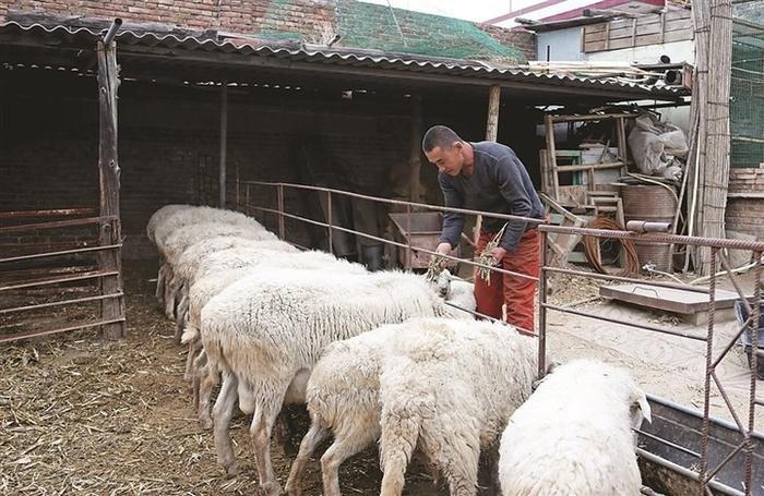 王思刚：身残志坚不服输 养羊走上致富路