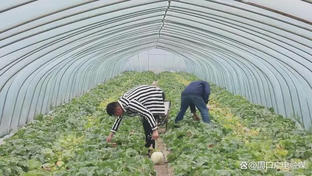 致富种植香瓜方法视频_香瓜种植致富方法_种植香瓜的方法