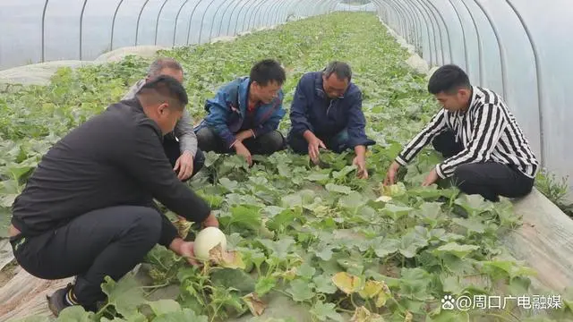 香瓜种植致富方法_种植香瓜的方法_致富种植香瓜方法视频