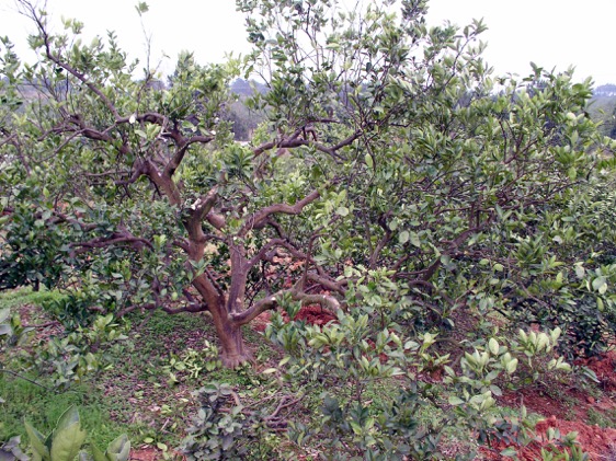 种植大丽花致富_致富种植大丽花图片_大丽花种植