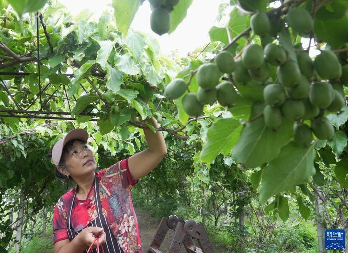 秦皇岛种植作物_秦皇岛主要种植什么_秦皇岛种植致富项目