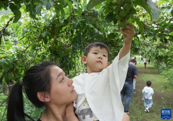 秦皇岛种植致富项目_秦皇岛种植作物_秦皇岛主要种植什么