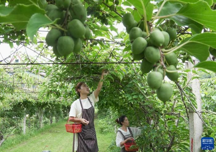 秦皇岛种植致富项目_秦皇岛种植作物_秦皇岛主要种植什么